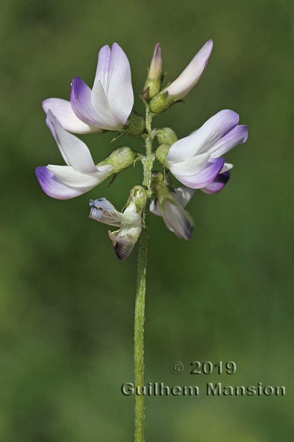 Astragalus alpinus