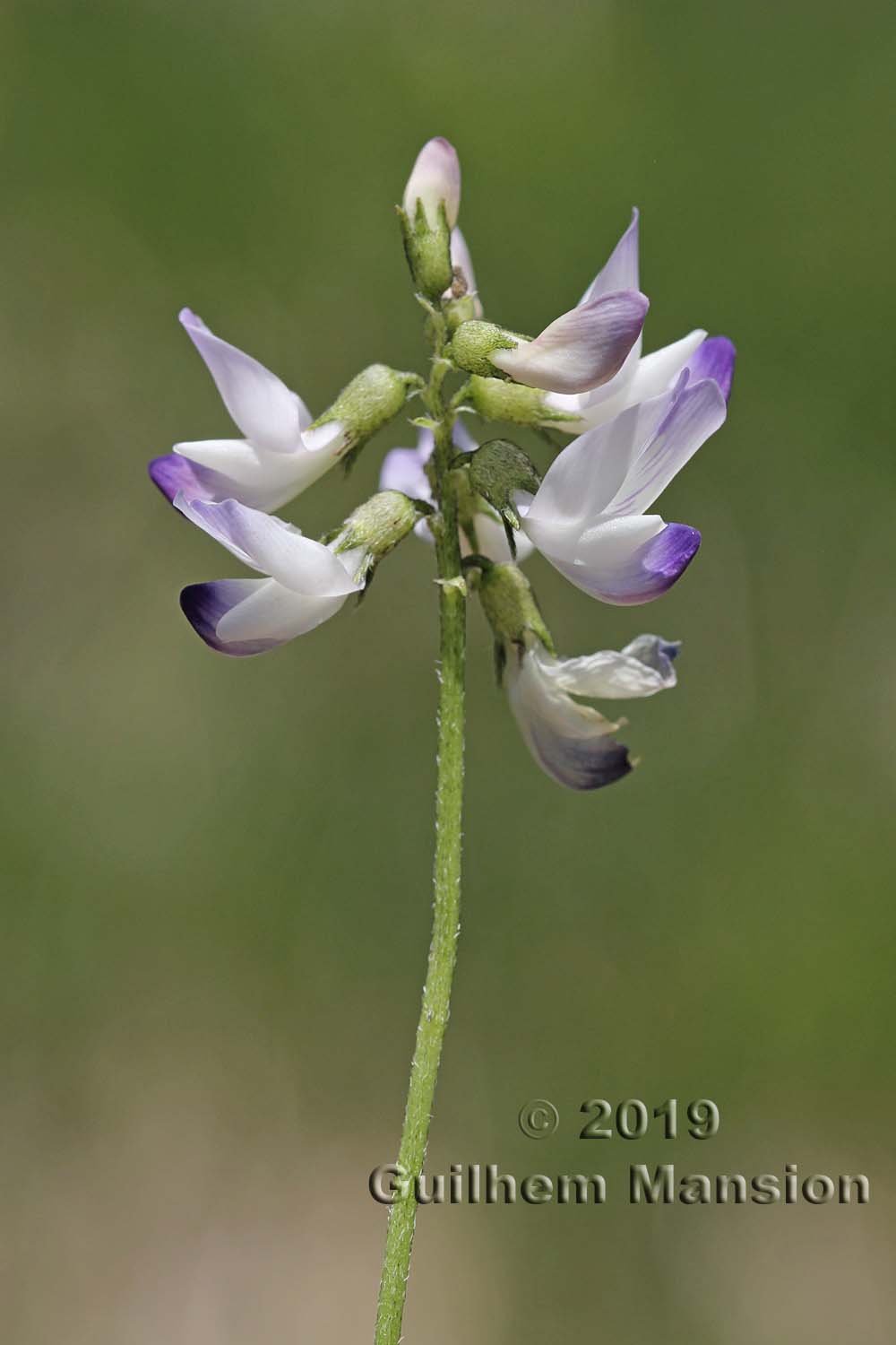 Astragalus alpinus