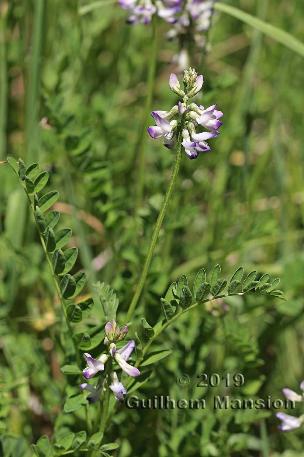 Astragalus alpinus