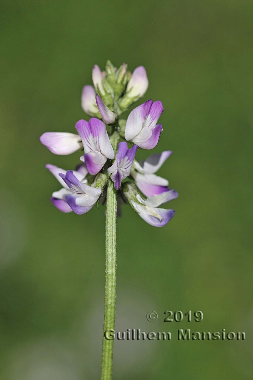 Astragalus alpinus