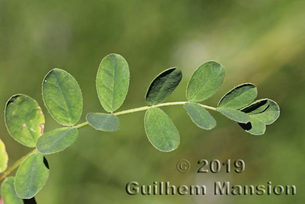 Astragalus alpinus