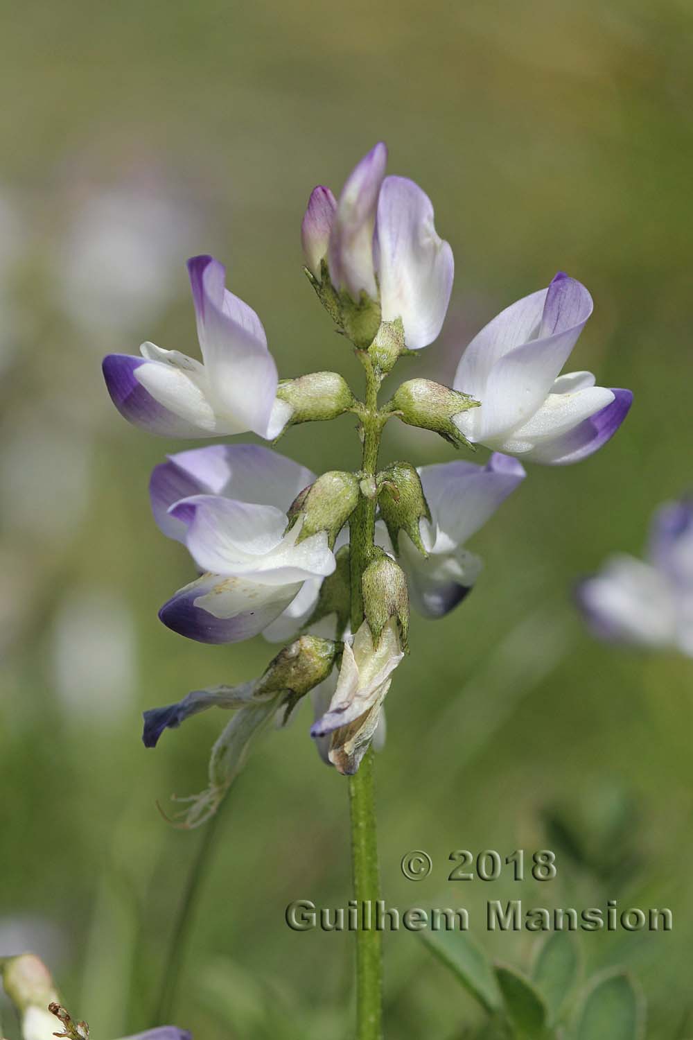 Astragalus alpinus