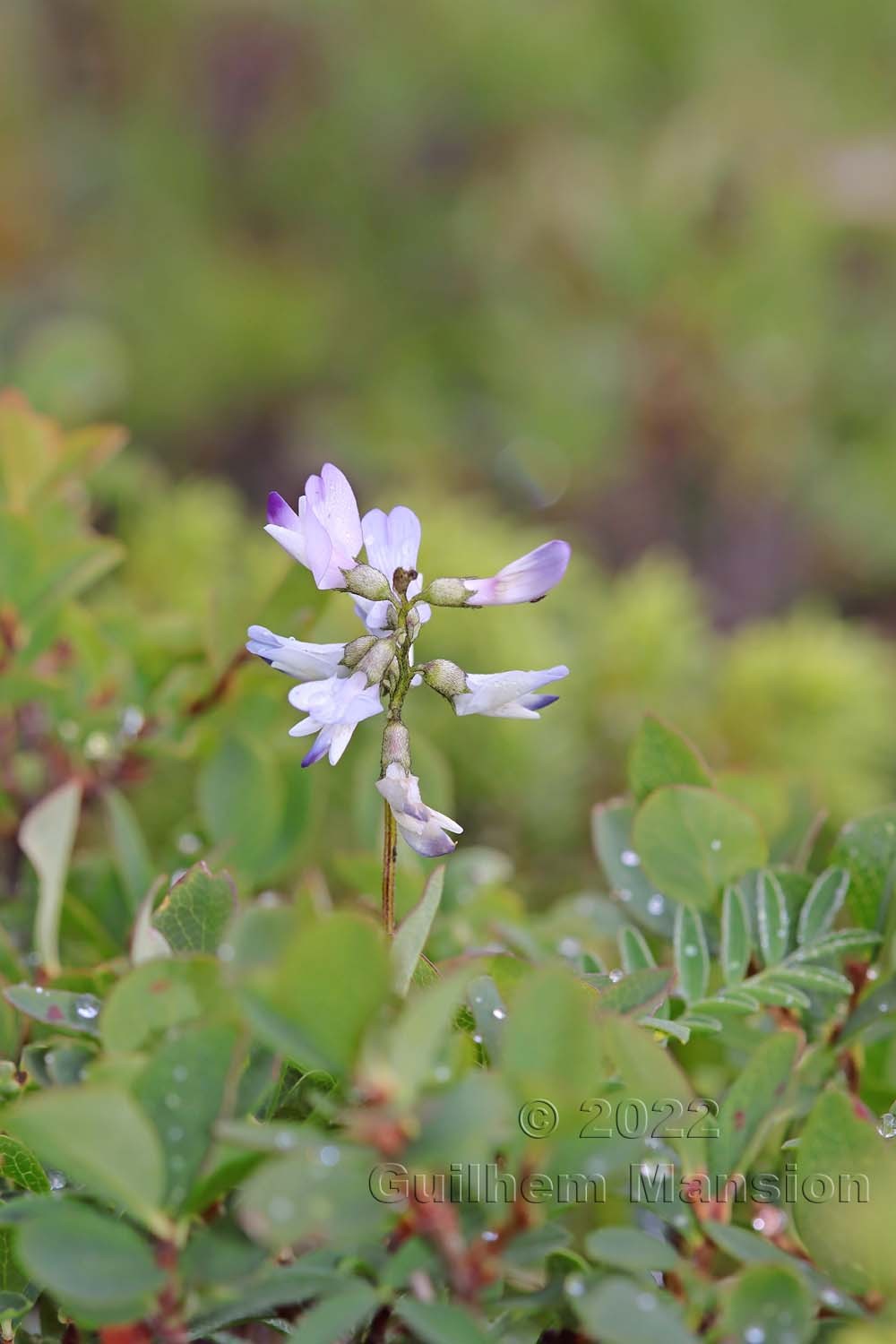 Astragalus alpinus