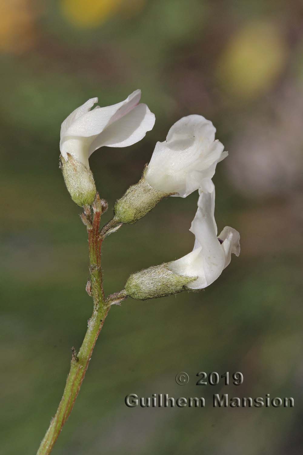 Astragalus australis