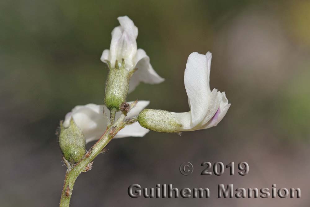 Astragalus australis