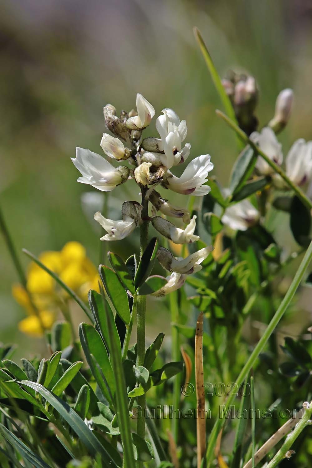 Astragalus australis