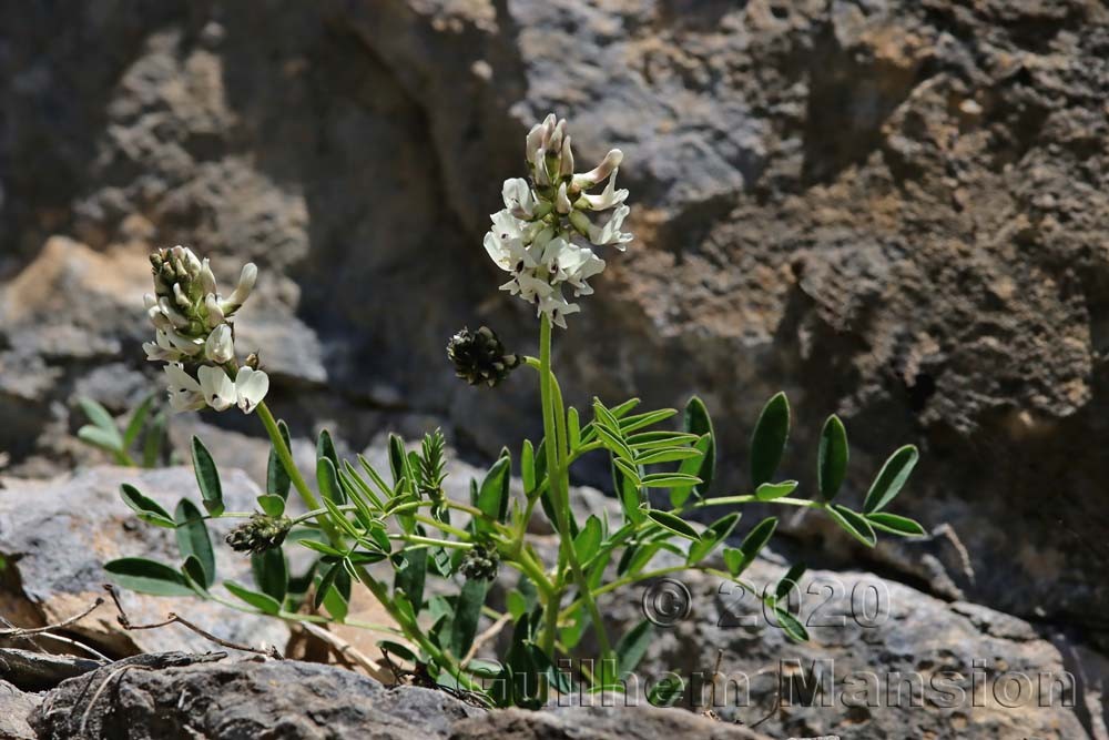 Astragalus australis