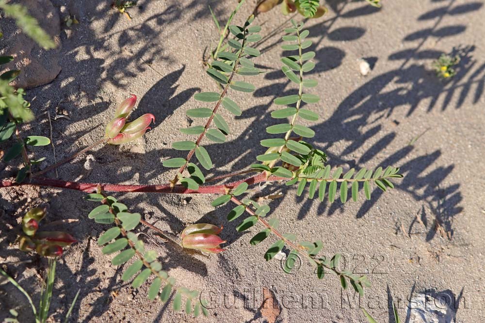 Astragalus boeticus