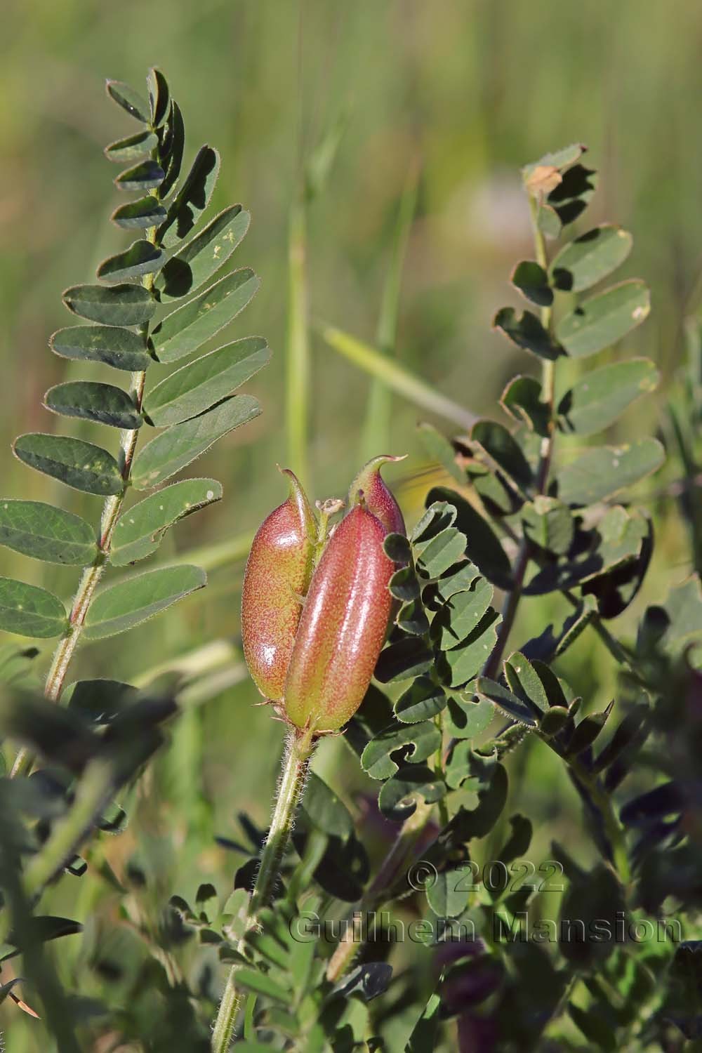 Astragalus boeticus