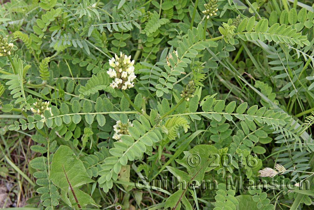 Astragalus cicer