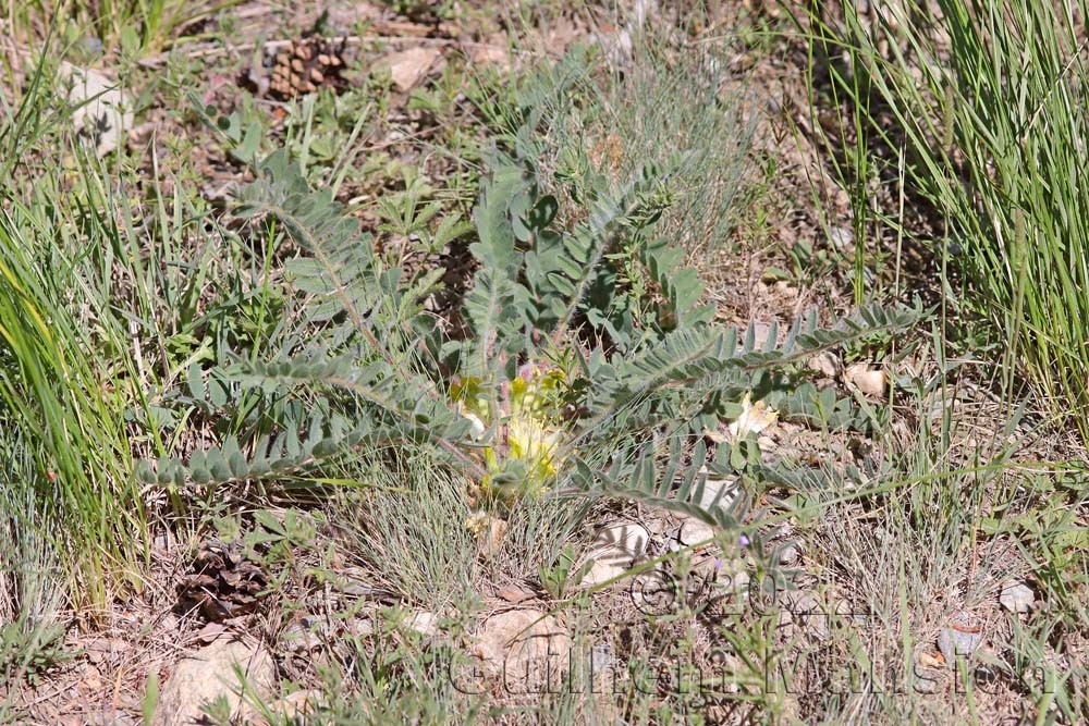 Astragalus exscapus