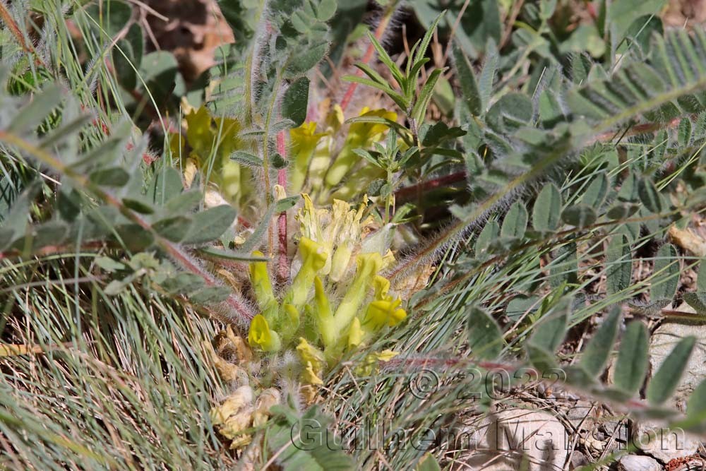 Astragalus exscapus