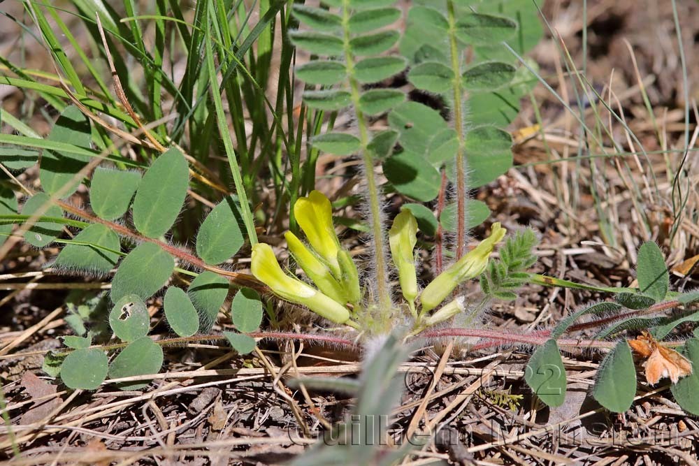 Astragalus exscapus