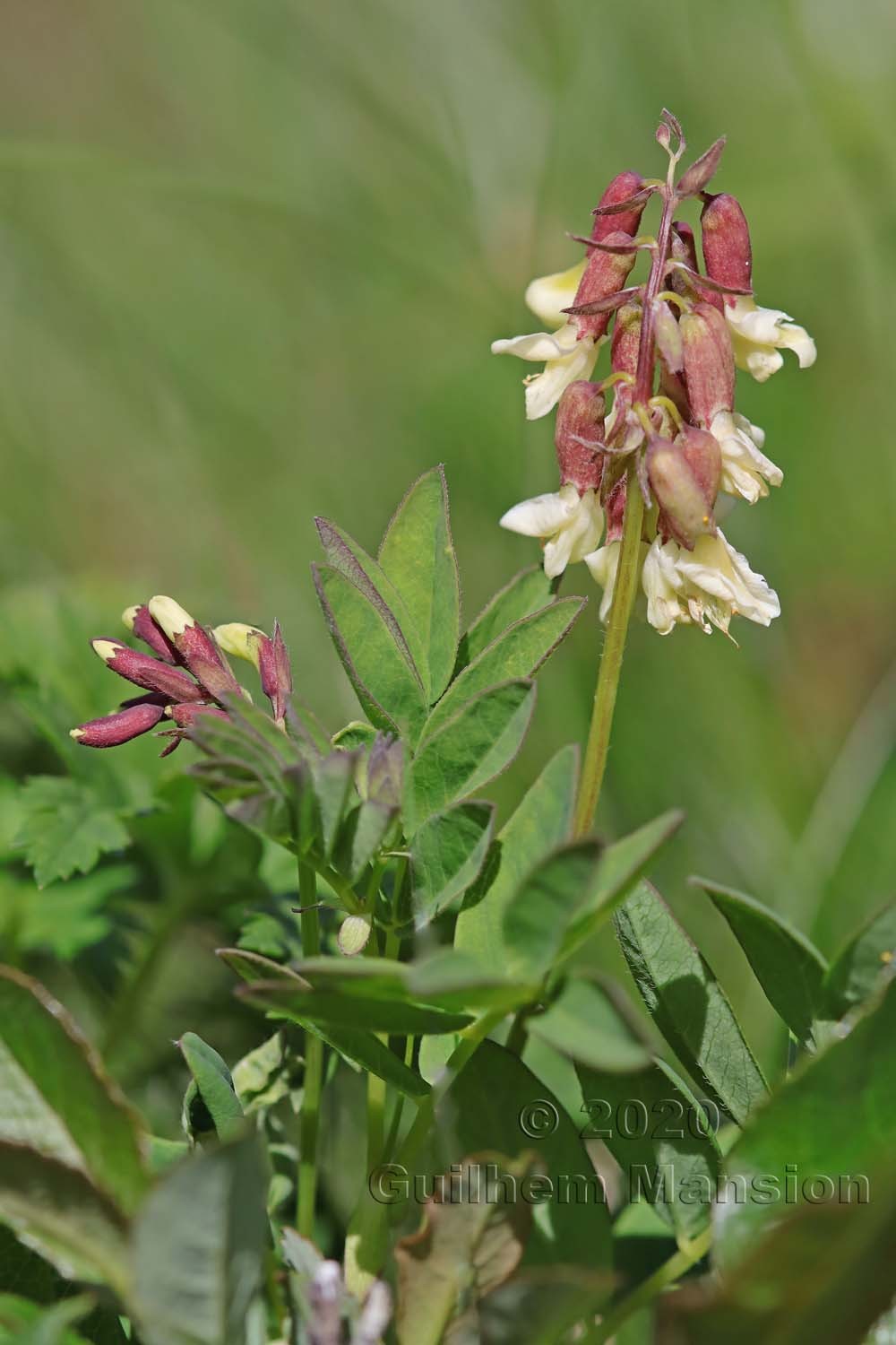 Astragalus frigidus