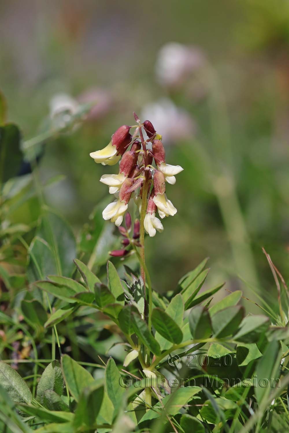 Astragalus frigidus