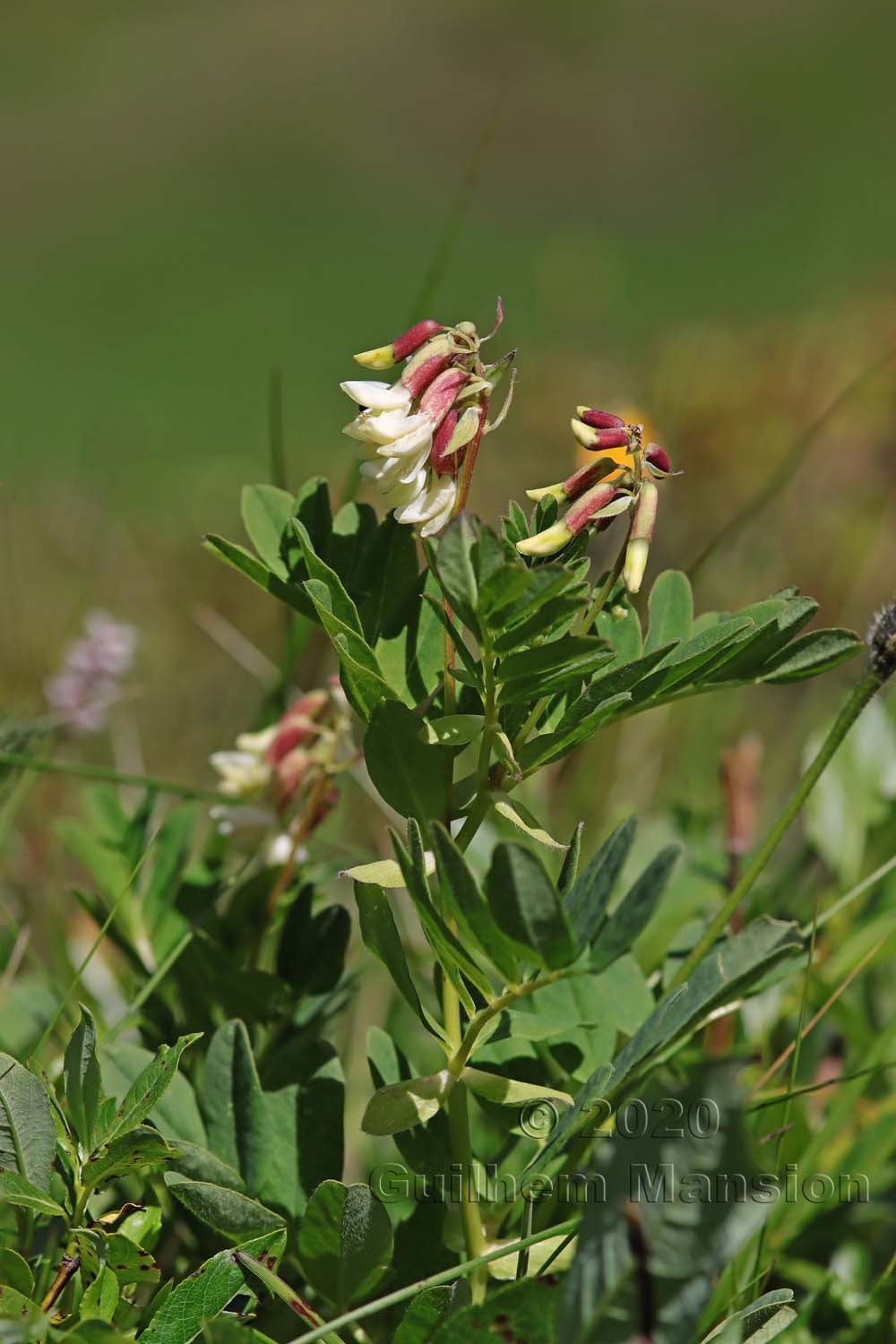 Astragalus frigidus