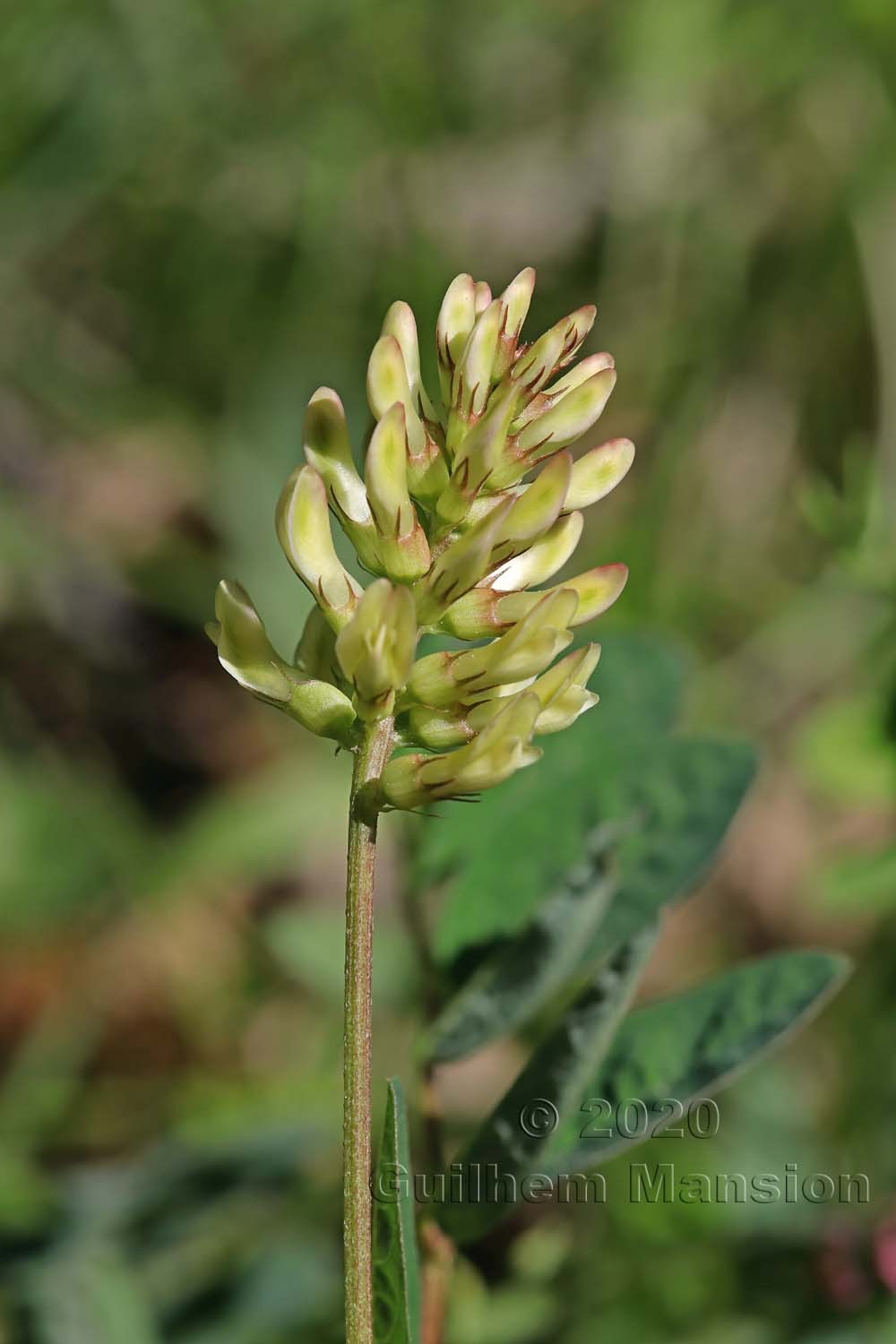 Astragalus glycyphyllos