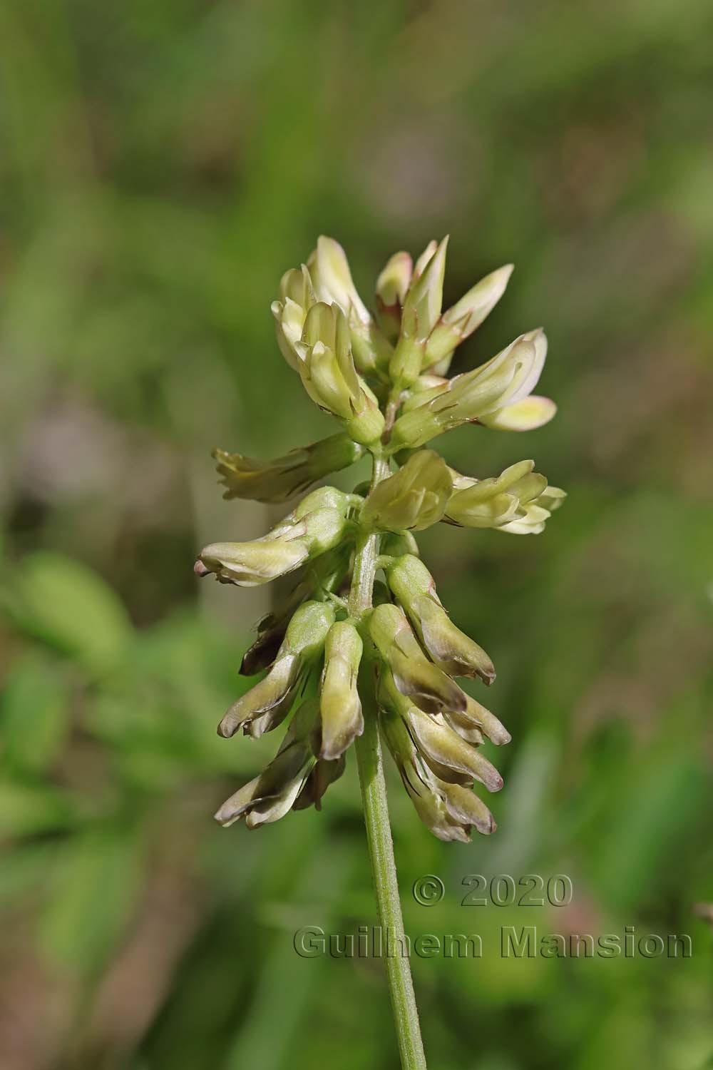 Astragalus glycyphyllos