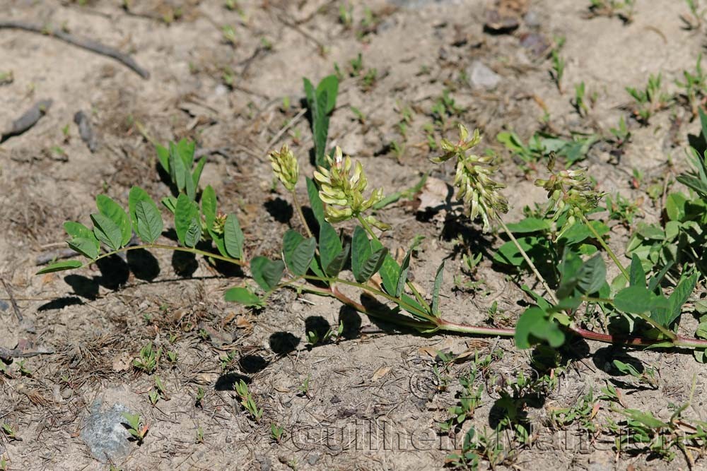 Astragalus glycyphyllos