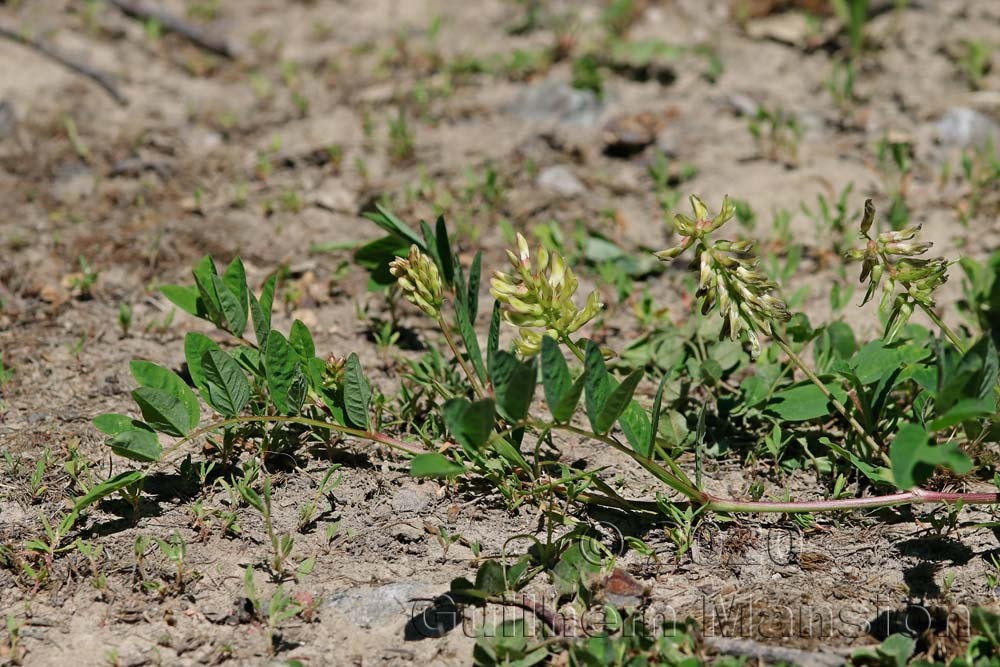 Astragalus glycyphyllos