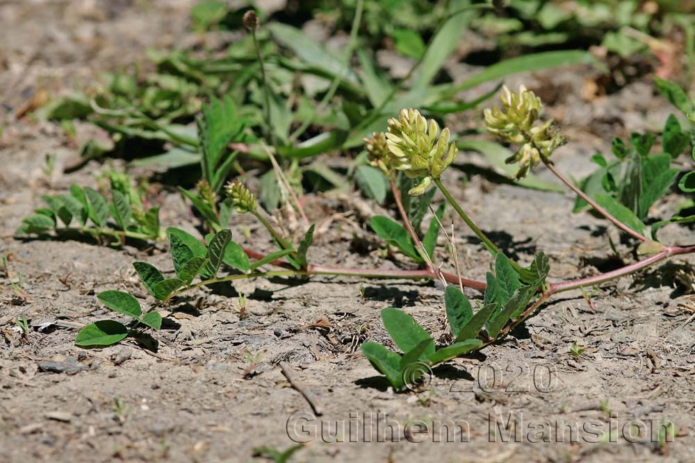 Astragalus glycyphyllos