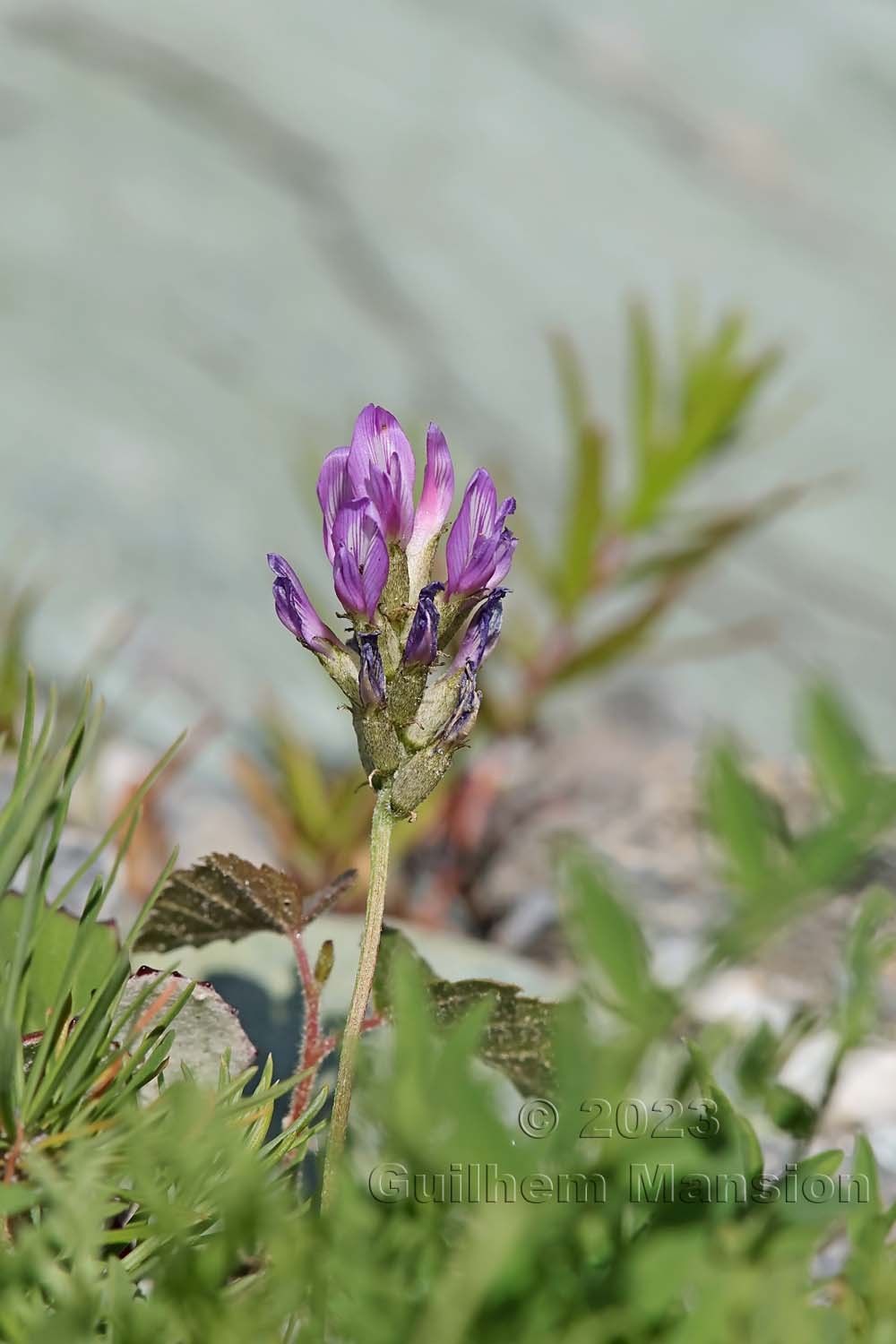 Astragalus leontinus