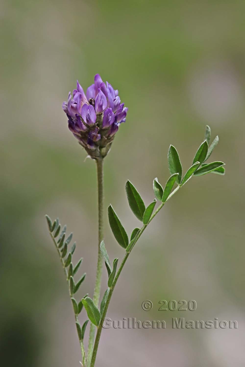 Astragalus leontinus