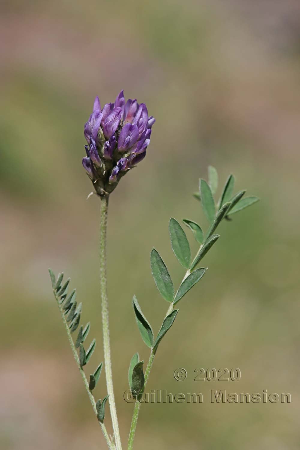 Astragalus leontinus