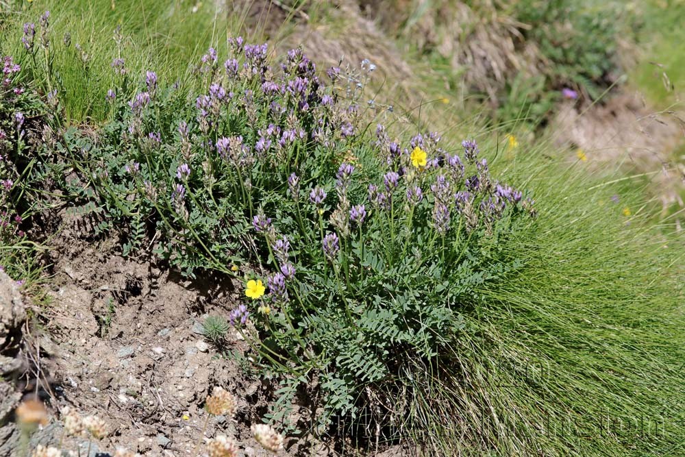 Astragalus leontinus