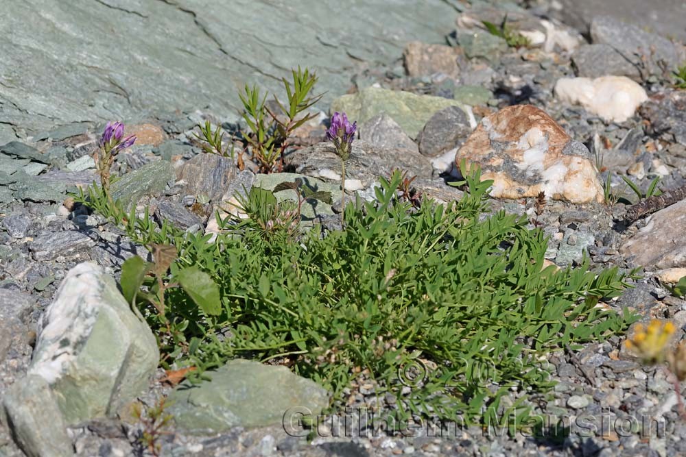 Astragalus leontinus