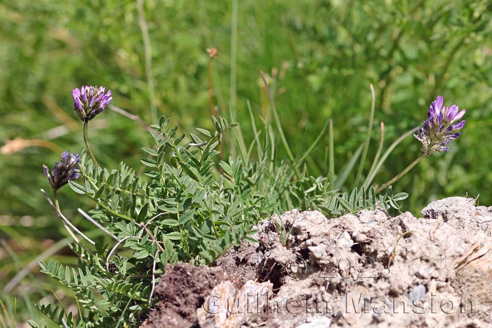 Astragalus leontinus