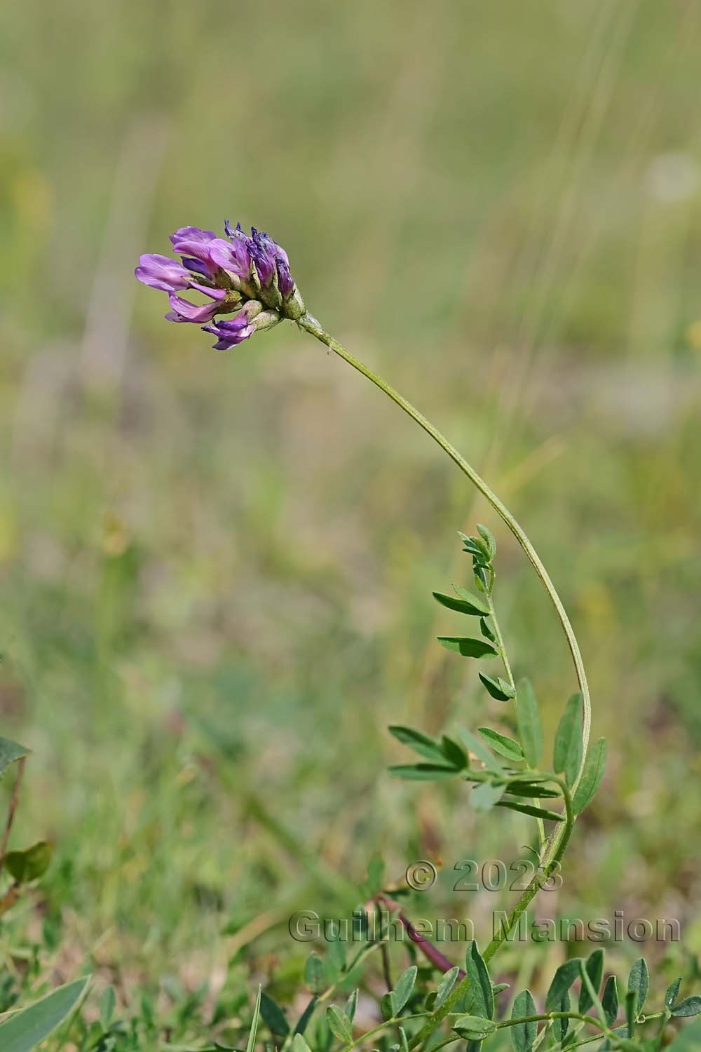 Astragalus leontinus