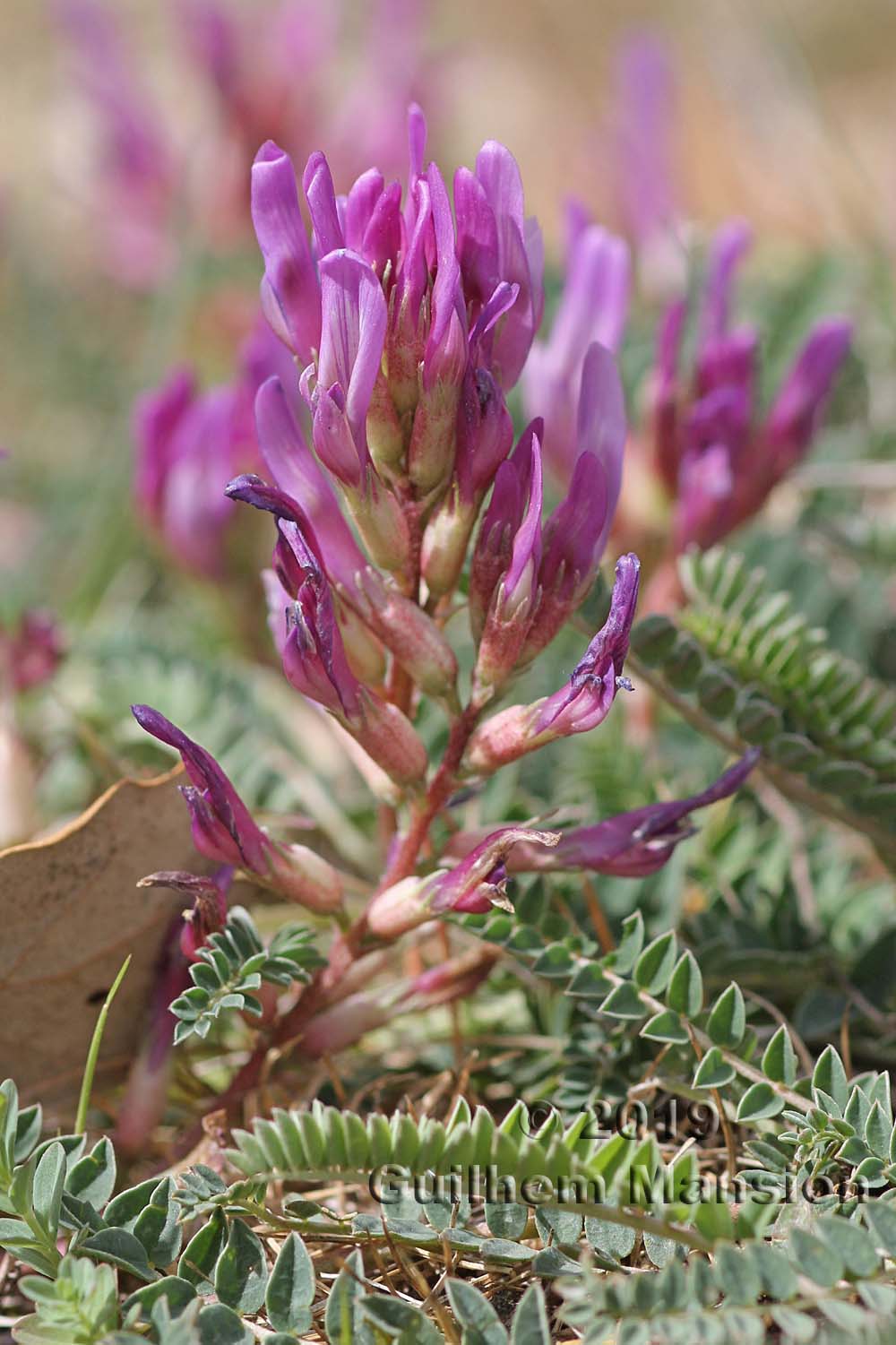 Astragalus monspessulanus