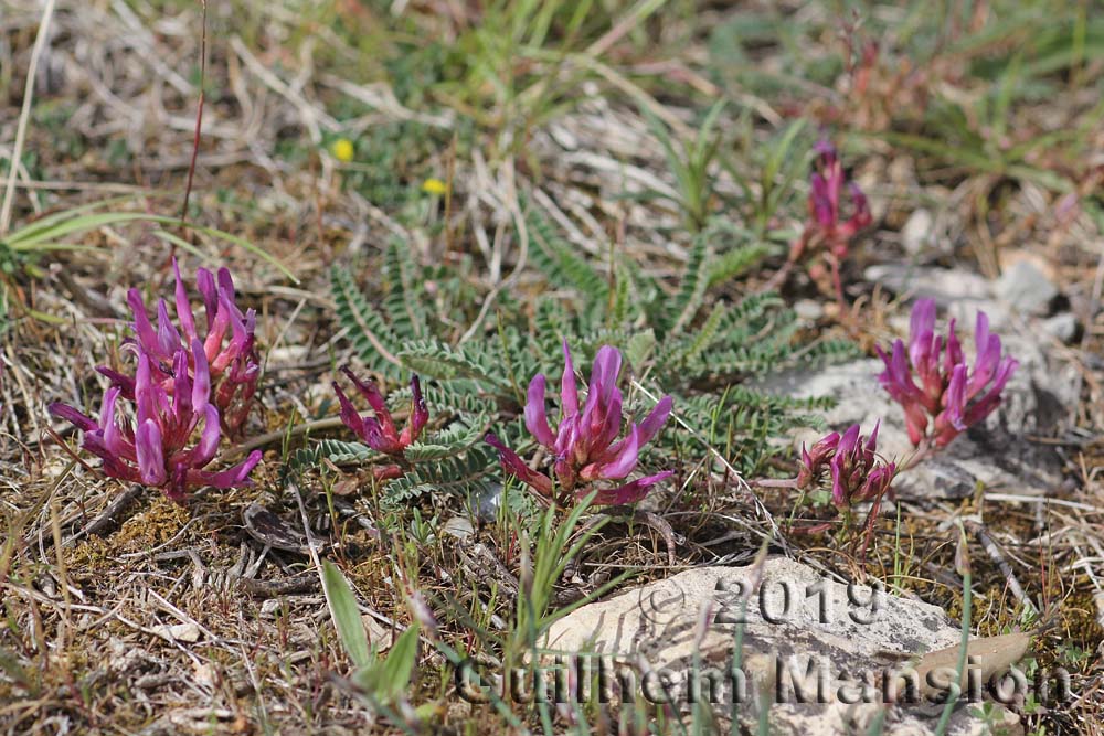 Astragalus monspessulanus