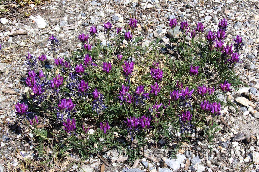 Astragalus onobrychis