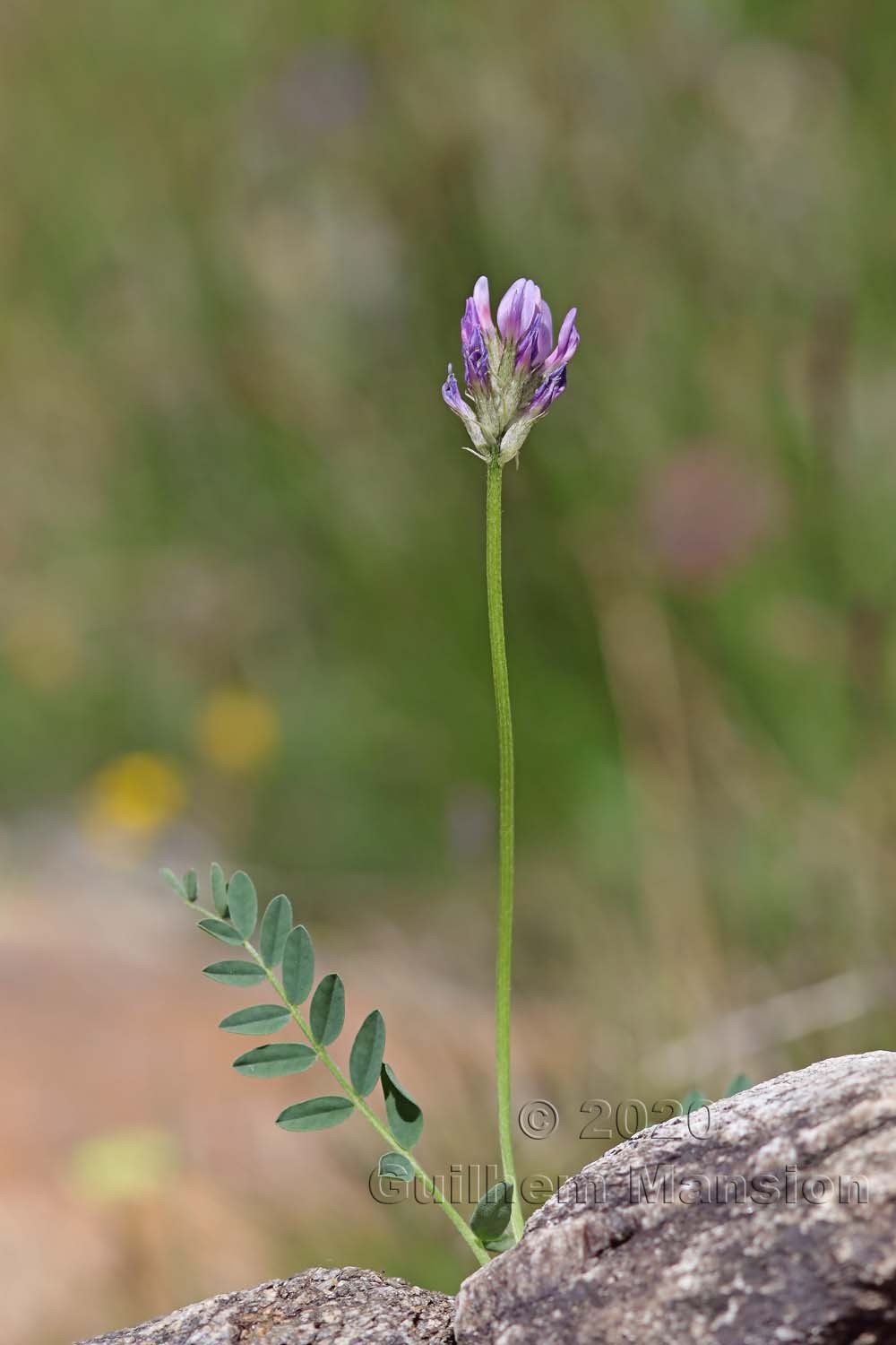 Astragalus leontinus