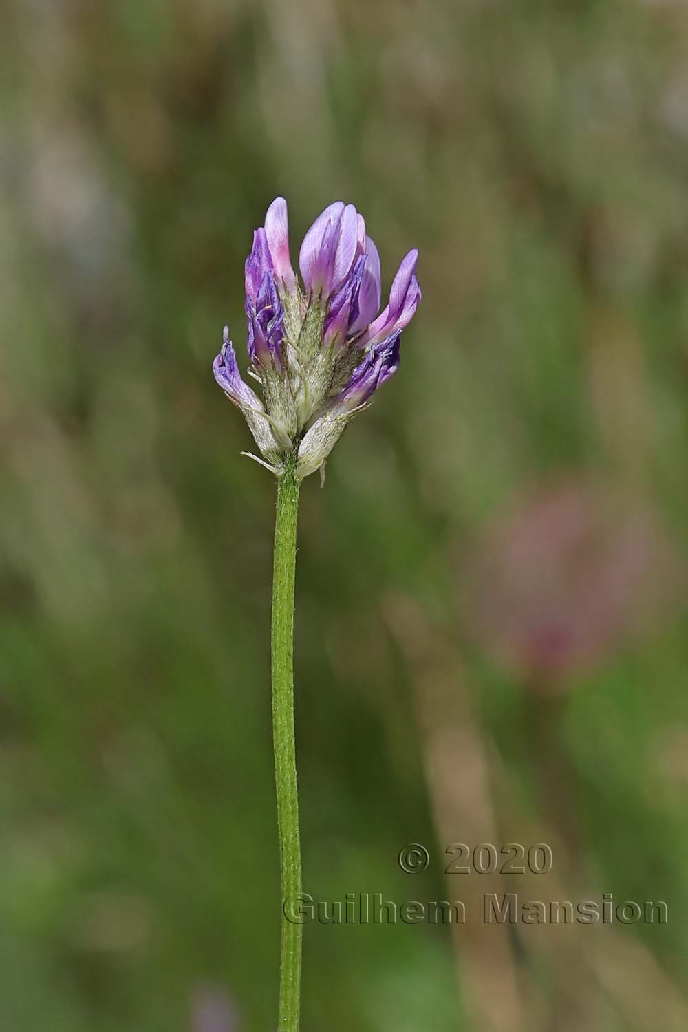 Astragalus leontinus