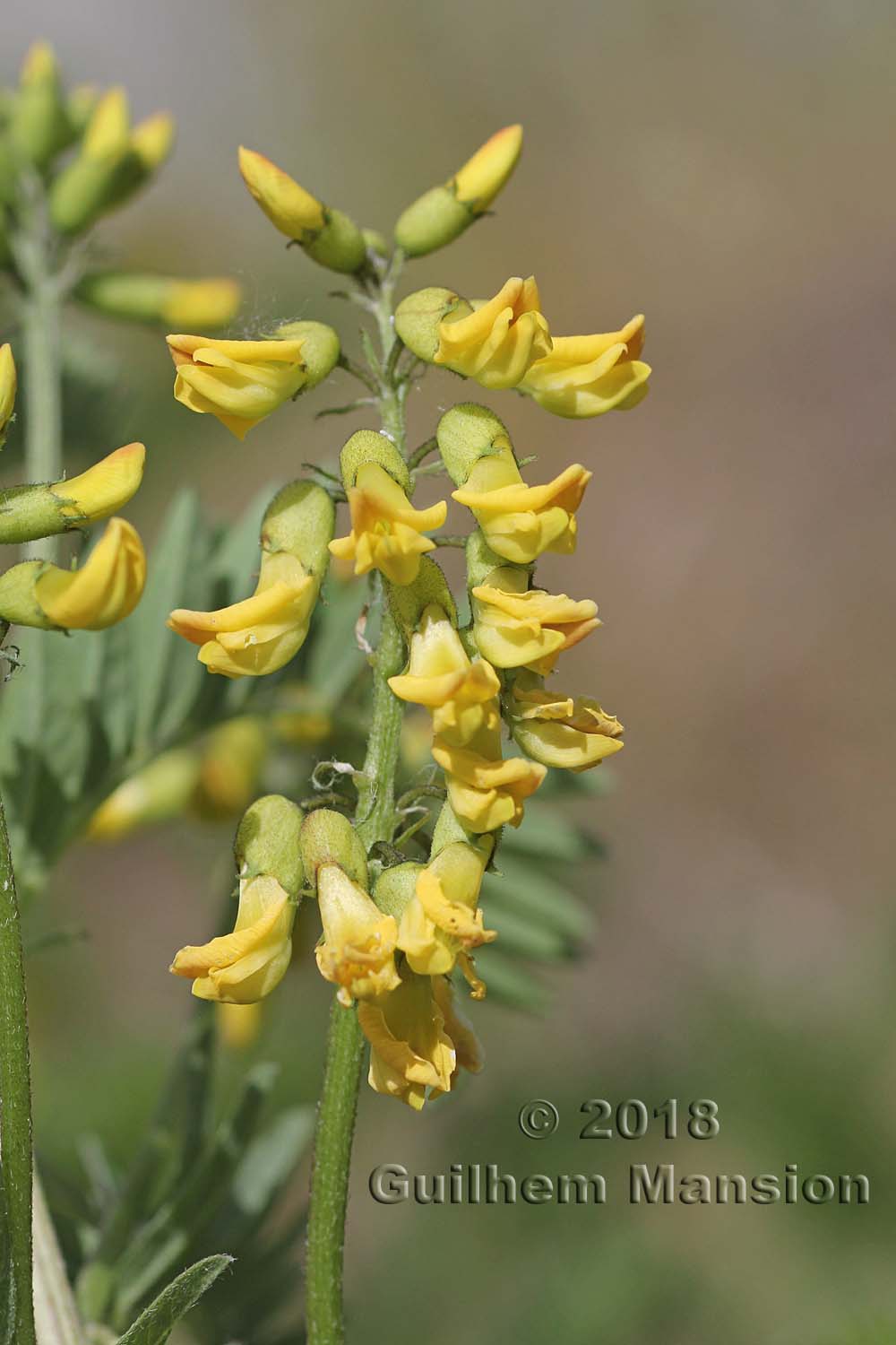 Astragalus pendiflorus