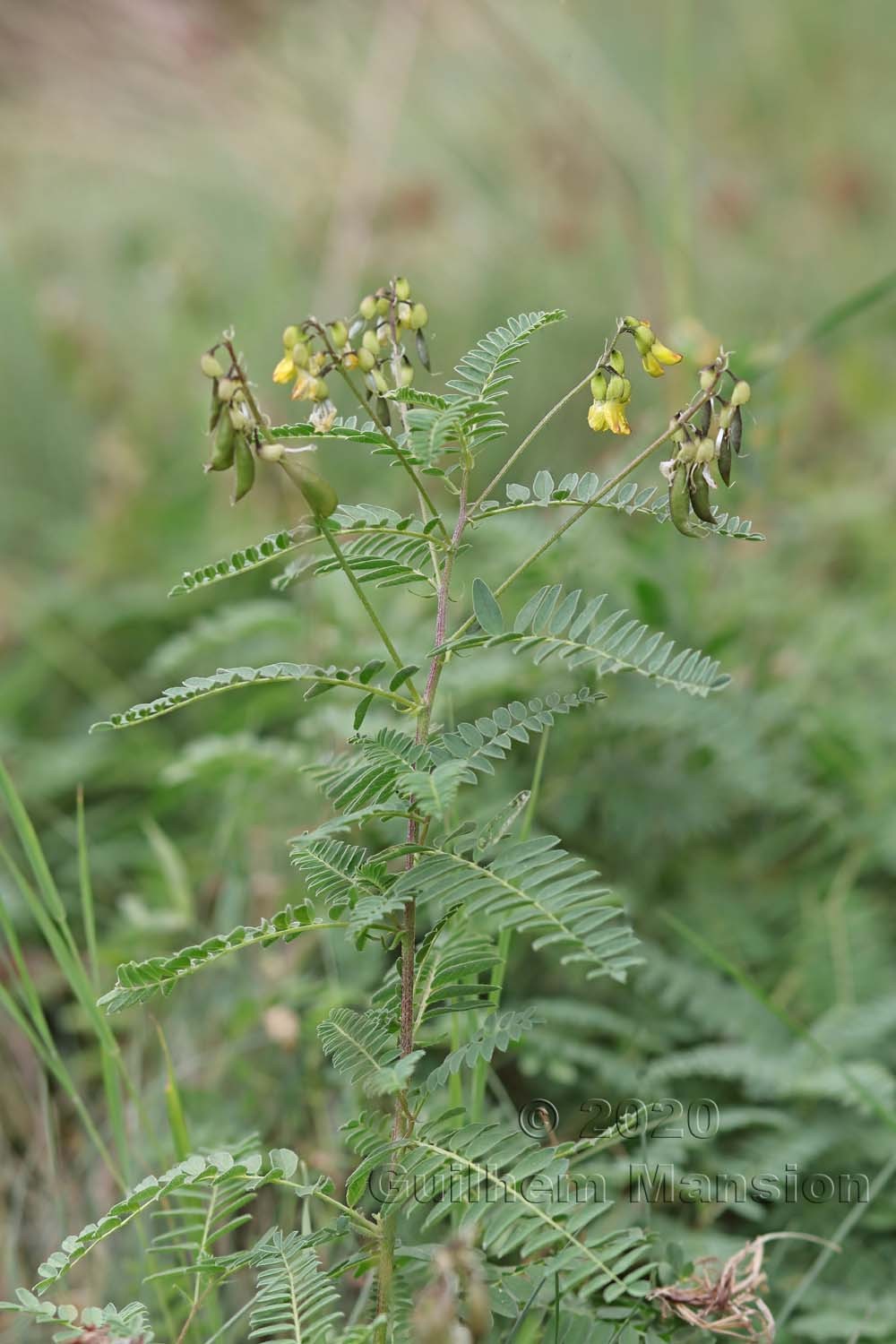 Astragalus penduliflorus