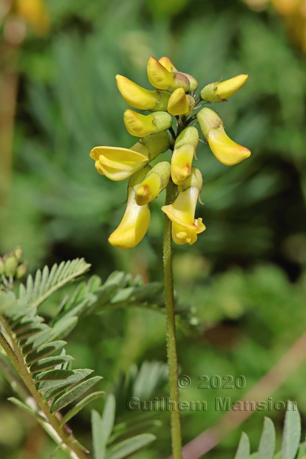 Astragalus penduliflorus