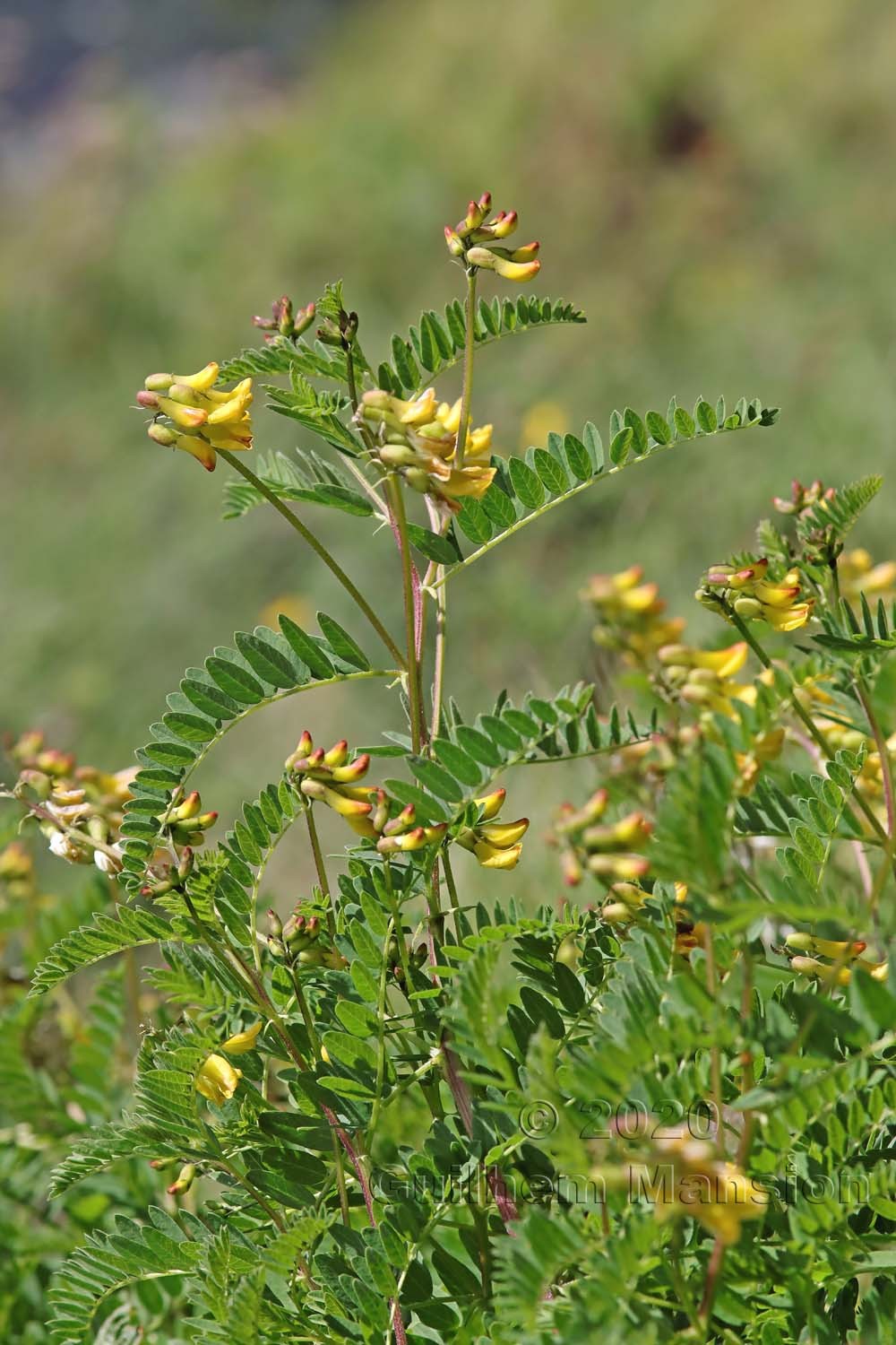 Astragalus penduliflorus