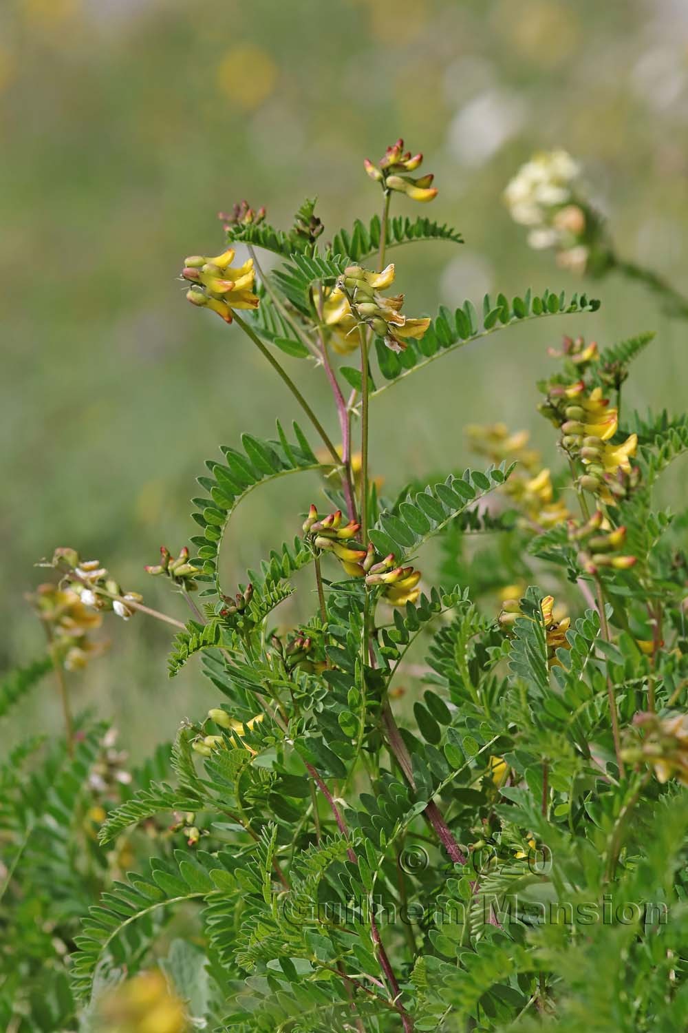 Astragalus penduliflorus