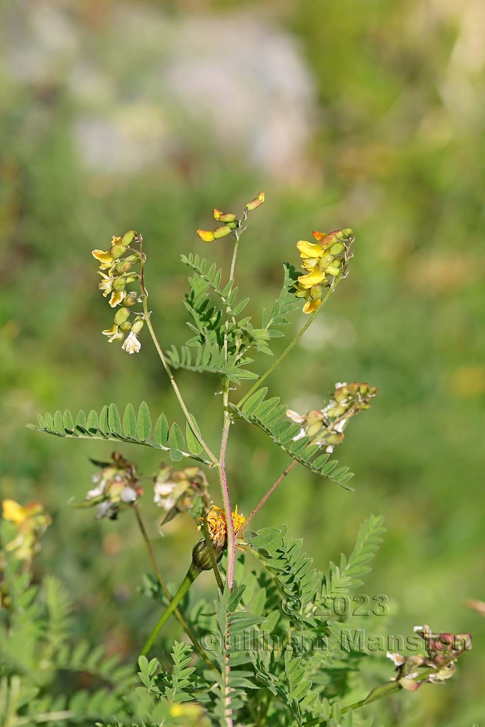 Astragalus penduliflorus