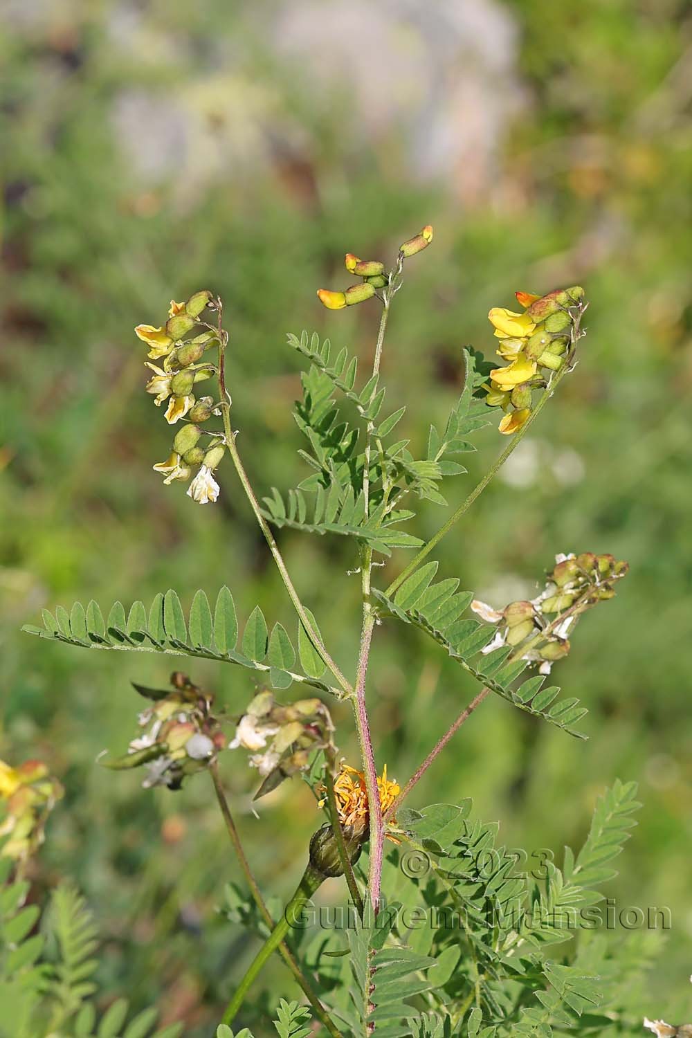 Astragalus penduliflorus