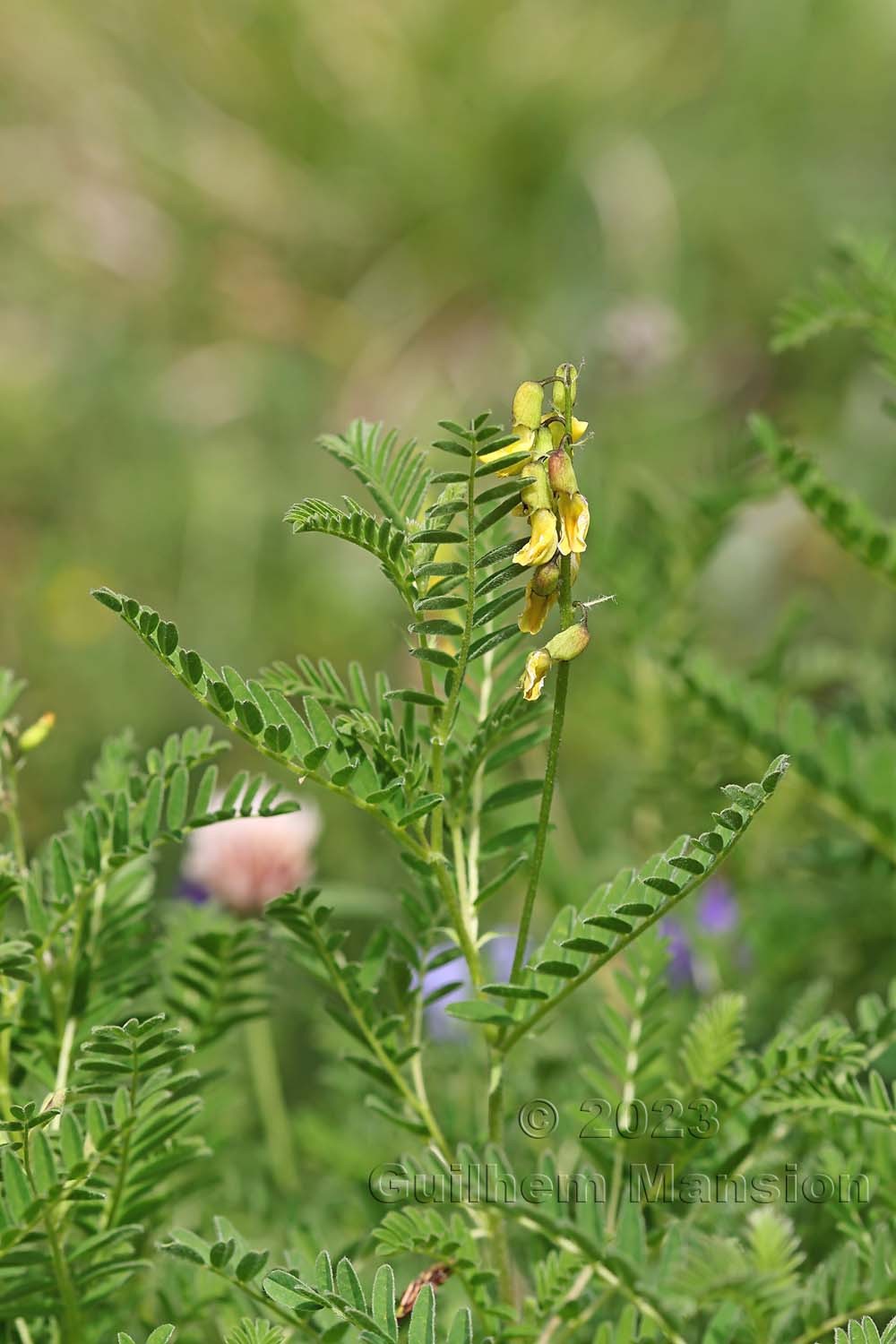 Astragalus penduliflorus