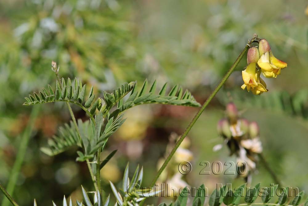 Astragalus penduliflorus