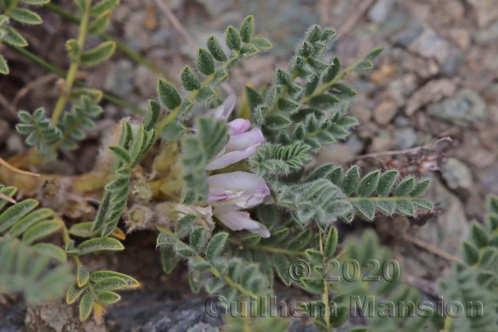 Astragalus sempervirens