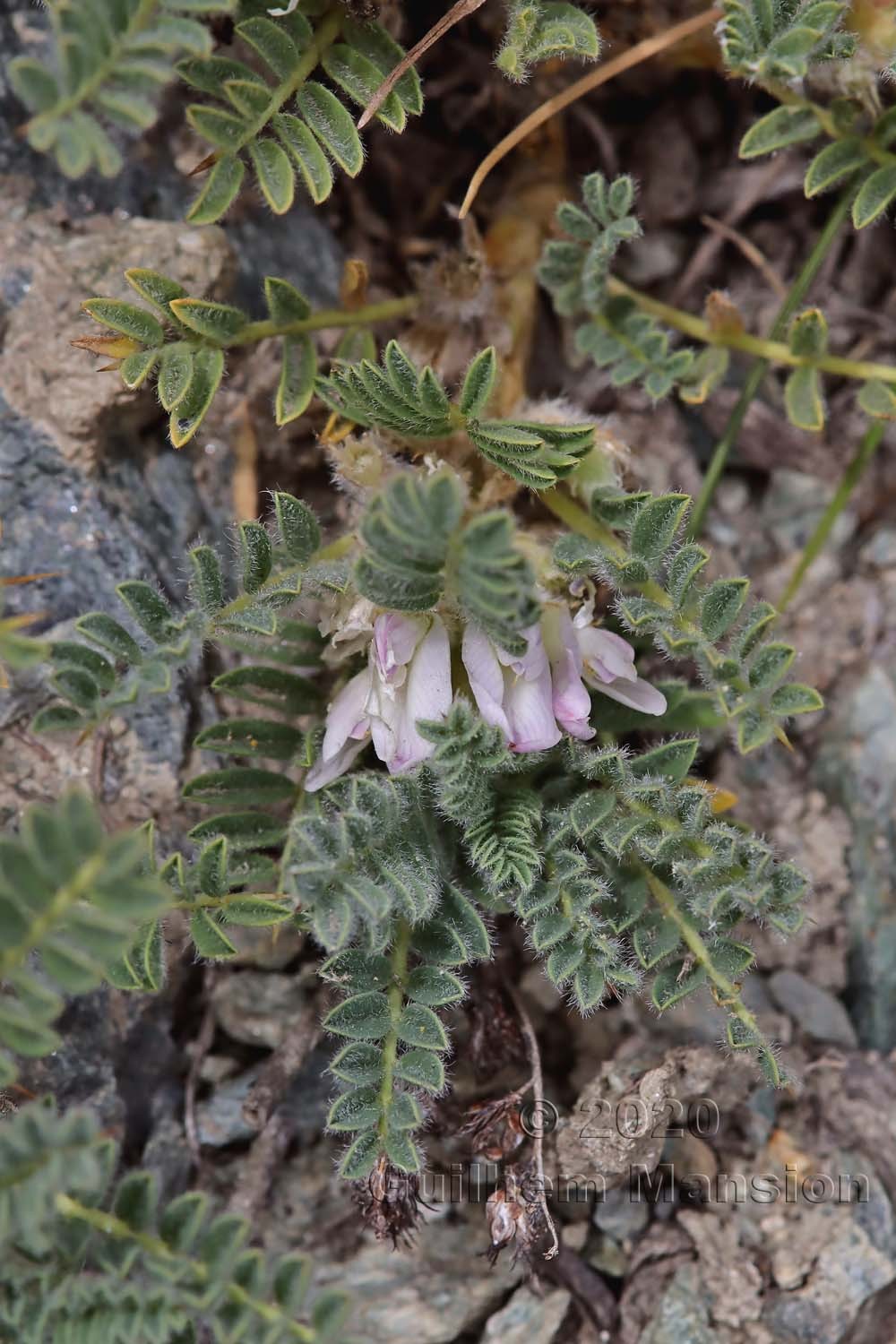 Astragalus sempervirens