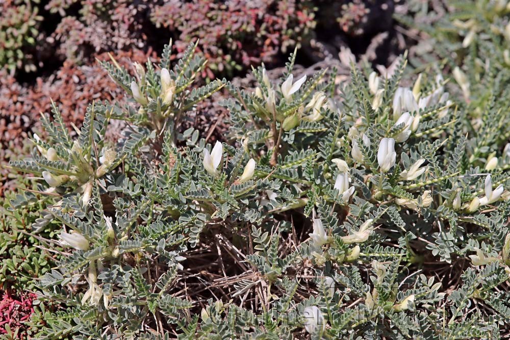 Astragalus terraccianoi