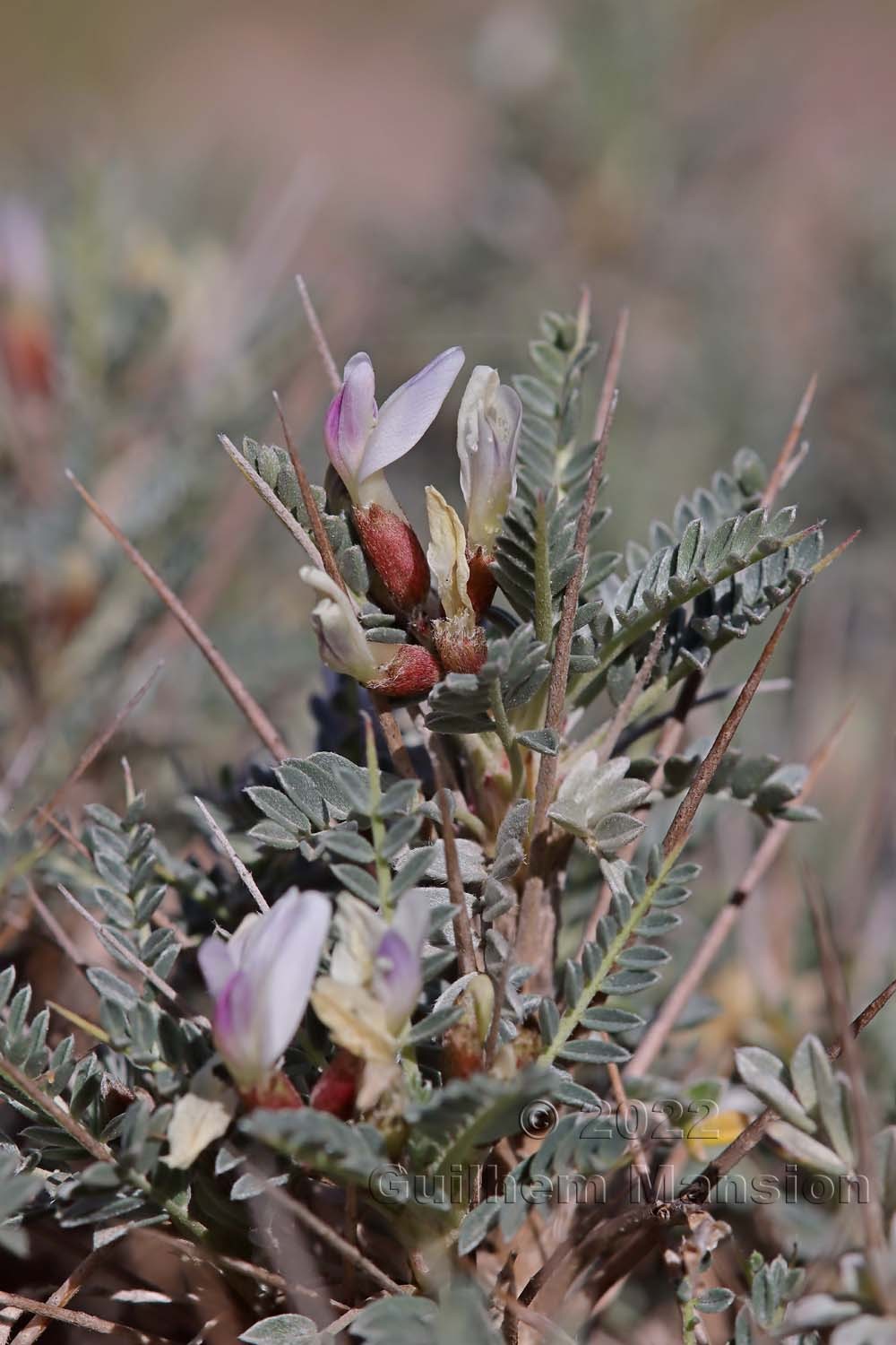 Astragalus terraccianoi